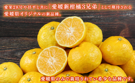 媛小春 3kg 柑橘 兵頭農園 柑橘 B010-055004