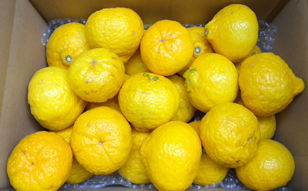 媛小春 3kg 柑橘 兵頭農園 柑橘 B010-055004