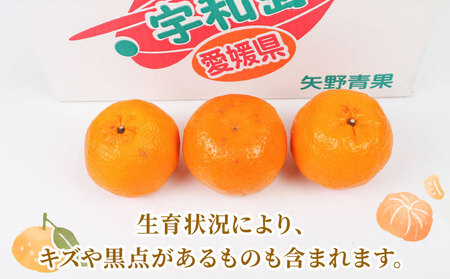 【矢野青果ポンカン】冬の柑橘 ポンカン 2~3kg B012-171008