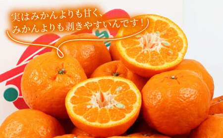 【矢野青果ポンカン】冬の柑橘 ポンカン 2~3kg B012-171008