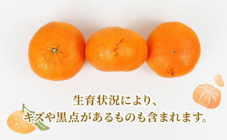 【甘平】【2026年1月下旬~2月発送】贈答用 甘平 2~3kg矢野青果 B012-171010