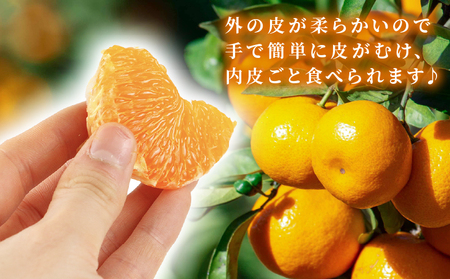 【甘平】【2026年1月下旬~2月発送】贈答用 甘平 2~3kg矢野青果 B012-171010