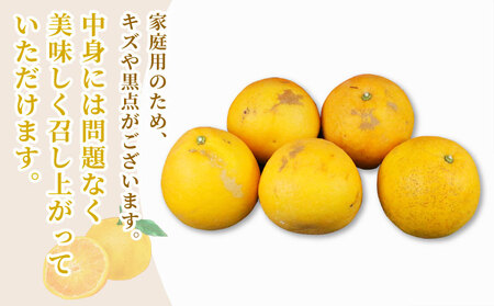 家庭用 河内晩柑 10kg 矢野青果 河内晩柑 B012-171013