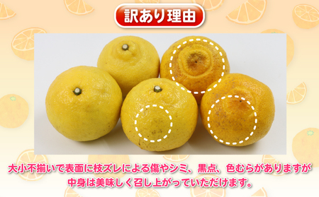 はるか 訳あり はるか 5kg 杉本屋 B010-143008