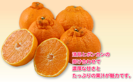 【不知火】 訳あり不知火(デコポン)杉本屋B010-143009