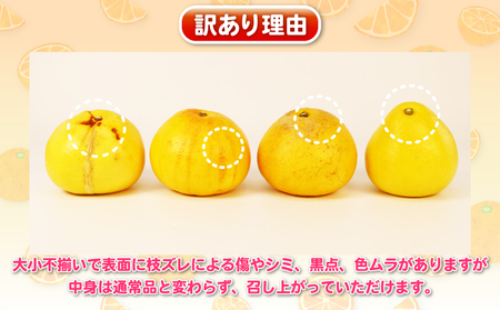 杉本屋 訳あり 土佐文旦 8kg B010-143010 文旦