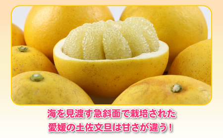 杉本屋 訳あり 土佐文旦 8kg B010-143010 文旦