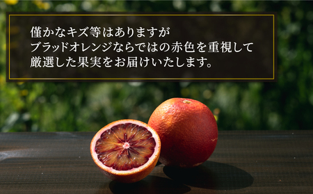 ブラッドオレンジ モロ 2.5kg コルレオファーム オレンジ B010-145004