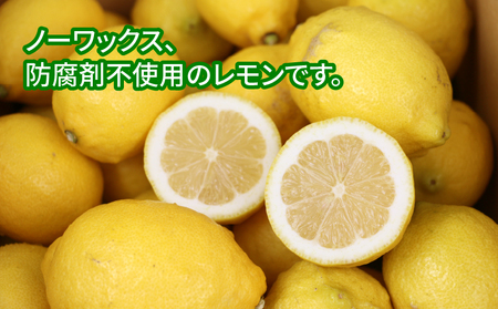 【レモン】国産訳ありレモン5.5kgつばさ農園檸檬|B010-048013