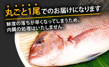 真鯛 1尾 神経締め こもこもShop 真鯛 D013-186001