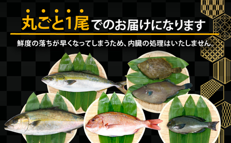 鮮魚 セット 神経締め 宇和海産 4種 こもこもShop （タイ カンパチ ブリヒラ シマアジ カワハギ イシダイ） 鮮魚 D060-186002