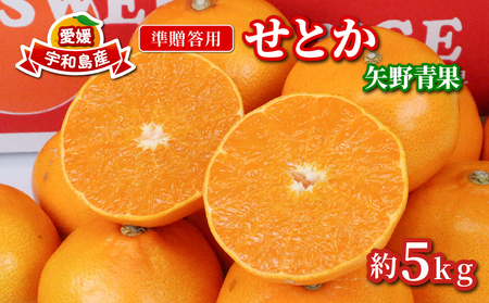 せとか 5kg 準 贈答用 矢野青果 せとか B012-171021