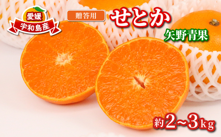 せとか 2 ~ 3kg 贈答用 矢野青果 せとか B012-171022
