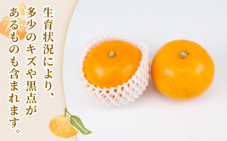 せとか 2 ~ 3kg 贈答用 矢野青果 せとか B012-171022