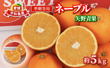 ネーブル オレンジ 5kg 準 贈答用 矢野青果 オレンジ B012-171019
