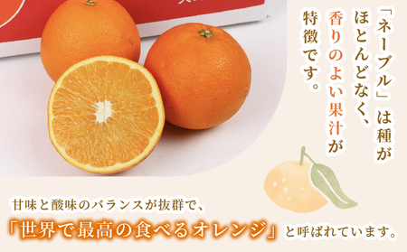 ネーブル オレンジ 5kg 準 贈答用 矢野青果 オレンジ B012-171019