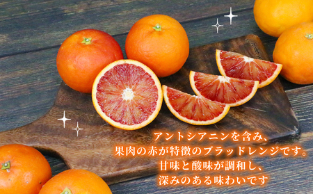 【オレンジ】ブラッドオレンジタロッコ5kg準贈答用矢野青果|B012-171020