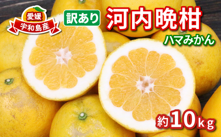 訳あり 河内晩柑 10kg 愛媛みかん ハマみかん 先行予約 河内晩柑 晩柑 ばんかん 柑橘 みかん 果物 フルーツ B010-075011