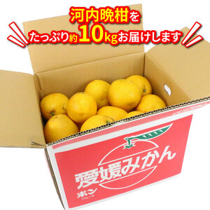 訳あり 河内晩柑 10kg 愛媛みかん ハマみかん 先行予約 河内晩柑 晩柑 ばんかん 柑橘 みかん 果物 フルーツ B010-075011