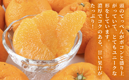 【みかん】みかん準贈答用不知火5kg矢野青果|B012-171018