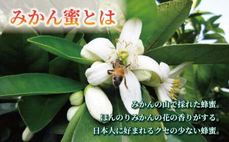 みかん蜜 300g 元気や 非加熱 はちみつ 国産はちみつ みかん蜂蜜 みかん 蜜柑 柑橘 純粋はちみつ 生はちみつ 生蜂蜜 蜂蜜 ハニー 数量限定 産地直送 国産 愛媛 宇和島 F012-176006