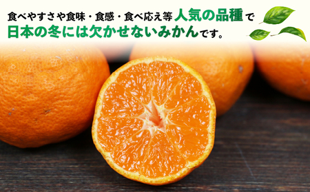 訳あり 南柑20号 10kg 河野農園 温州みかん みかん 人気のみかん 美味しいみかん 濃厚みかん 温州蜜柑 愛媛みかん 愛媛蜜柑 愛媛ミカン 蜜柑 mikan 温州 柑橘 果物 くだもの 訳アリ 訳あり品 訳有り わけあり フルーツ 産地直送 数量限定 先行予約 国産 愛媛 宇和島 B010-147004