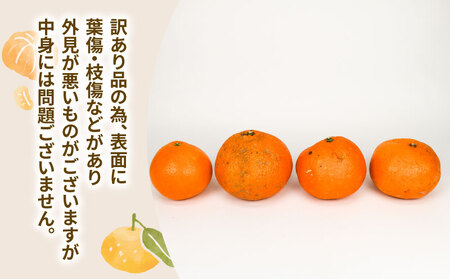 【ご家庭用】訳ありいよかん8kgみかん玉津柑橘倶楽部みかん│B010-072032
