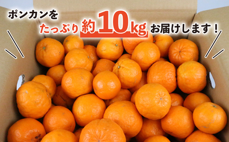 訳あり ポンカン 10kg 河野農園 わけあり みかん 蜜柑 mikan 愛媛みかん 愛媛ミカン 愛媛蜜柑 宇和島みかん ぽんかん 甘い 濃厚 人気 品種 果物 くだもの フルーツ おすすめ 訳アリ 訳あり品 柑橘 農家直送 産地直送 数量限定 先行予約 国産 愛媛 宇和島 B010-147005