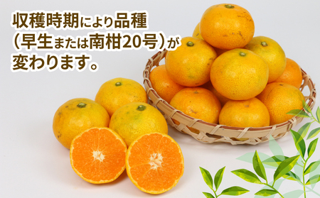 訳あり 小玉 みかん 9kg サイズ 不揃い 植村農園 小玉 B010-153010