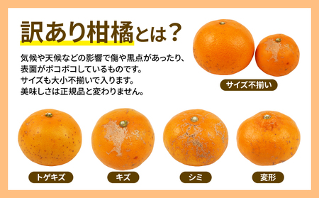 訳あり せとか 5kg マル南フルーツ 柑橘の大トロ 高級 ブランド 希少 品種 mikan 愛媛みかん 愛媛蜜柑 愛媛ミカン 宇和島みかん 高級みかん 人気みかん みかん 訳アリ 訳あり品 果物 くだもの フルーツ 柑橘 蜜柑 産地直送 数量限定 国産 愛媛 宇和島 B012-106023