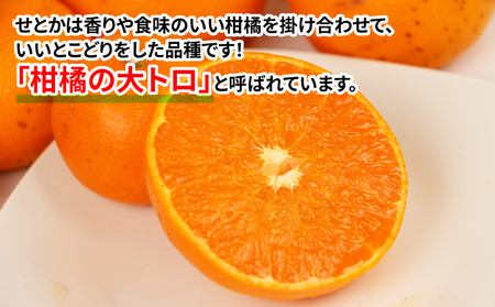 訳あり せとか 5kg マル南フルーツ 柑橘の大トロ 高級 ブランド 希少 品種 mikan 愛媛みかん 愛媛蜜柑 愛媛ミカン 宇和島みかん 高級みかん 人気みかん みかん 訳アリ 訳あり品 果物 くだもの フルーツ 柑橘 蜜柑 産地直送 数量限定 国産 愛媛 宇和島 B012-106023