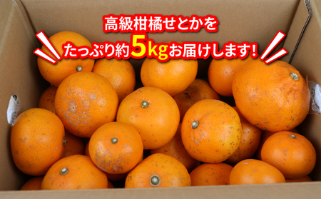 訳あり せとか 5kg マル南フルーツ 柑橘の大トロ 高級 ブランド 希少 品種 mikan 愛媛みかん 愛媛蜜柑 愛媛ミカン 宇和島みかん 高級みかん 人気みかん みかん 訳アリ 訳あり品 果物 くだもの フルーツ 柑橘 蜜柑 産地直送 数量限定 国産 愛媛 宇和島 B012-106023