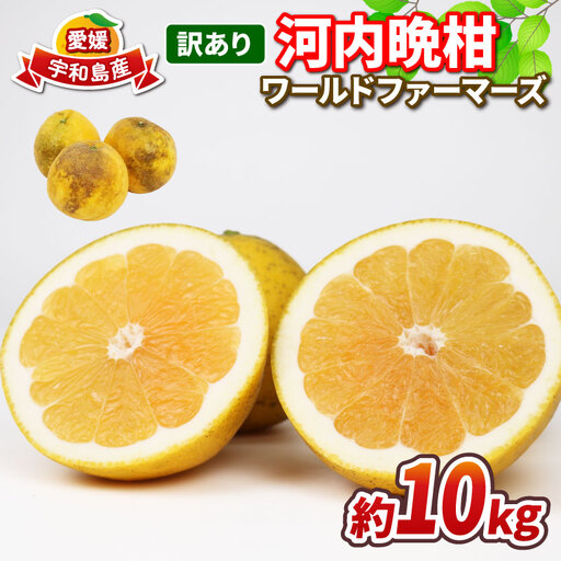 訳ありみかん 河内晩柑 10kg WF 訳ありみかん B010-024026