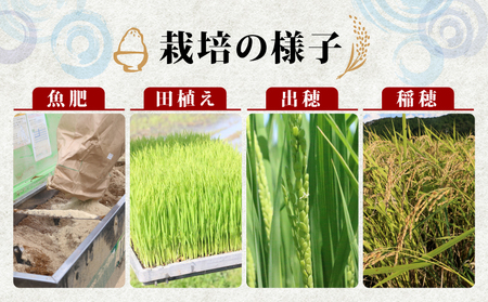 令和7年産 コシヒカリ 魚乃まいひめ カルペイン栽培 5kg 精米 秀長水産 コシヒカリ G018-016007