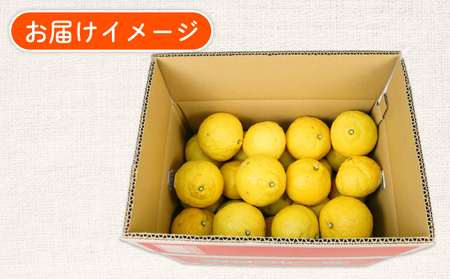 訳あり はるか みかん 約5.5kg ふるくとファーム かなこちゃん はるか B010-037007