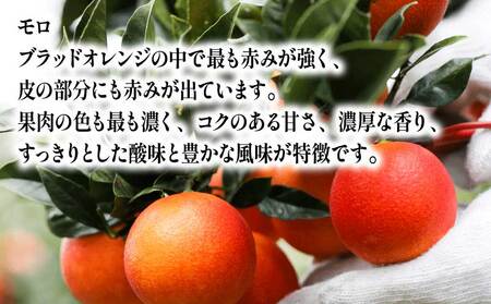 贈答用 ブラッドオレンジ モロ タロッコ 3kg YAMAUCHI FARM オレンジ B010-084004