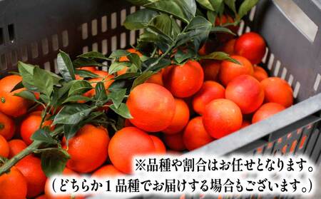 贈答用 ブラッドオレンジ モロ タロッコ 3kg YAMAUCHI FARM オレンジ B010-084004