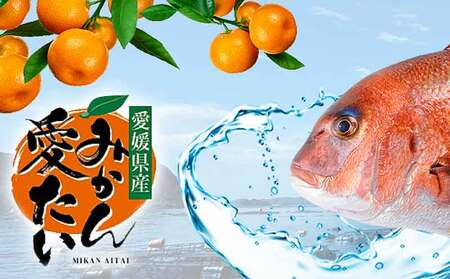【真鯛】みかん愛たいスキンレスロイン3～4柵 600g 以上南予ビージョイ真鯛|D014-150012