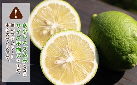 レモン 5kg コルレオファーム 国産 防腐剤ワックス不使用 レモン B016-145014