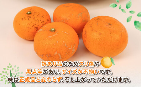 せとか 訳あり 4.5kg せとか Shirai.agrifarm B015-115008