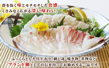 真鯛 1尾 鯛一郎クン 神経締め 株式会社タイチ D020-195001