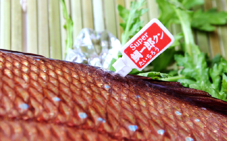 真鯛 1尾 鯛一郎クン 神経締め 株式会社タイチ D020-195001