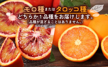 訳あり ブラッドオレンジ モロ タロッコ4kg 杉本屋 オレンジ B010-143023