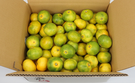 極早生みかん 家庭用 9kg サイズ不揃い 兵頭農園 果物 果物 B010-055007