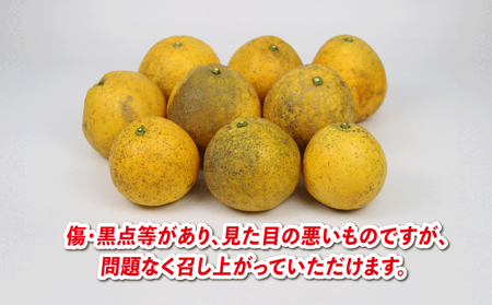 河内晩柑 9kg 愛媛みかん 兵頭農園 愛媛みかん B012-055009