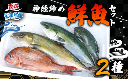 鮮魚 セット 神経締め 宇和海産 2種 こもこもShop 魚 （タイ カンパチ ブリヒラ シマアジ カワハギ イシダイ） D040-186007