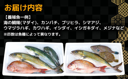 鮮魚 セット 神経締め 宇和海産 2種 こもこもShop 魚 （タイ カンパチ ブリヒラ シマアジ カワハギ イシダイ） D040-186007