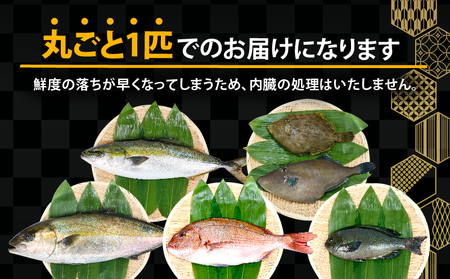 鮮魚 セット 神経締め 宇和海産 2種 こもこもShop 魚 （タイ カンパチ ブリヒラ シマアジ カワハギ イシダイ） D040-186007
