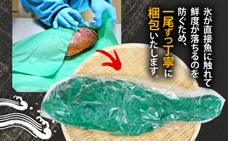 鮮魚 セット 神経締め 宇和海産 2種 こもこもShop 魚 （タイ カンパチ ブリヒラ シマアジ カワハギ イシダイ） D040-186007