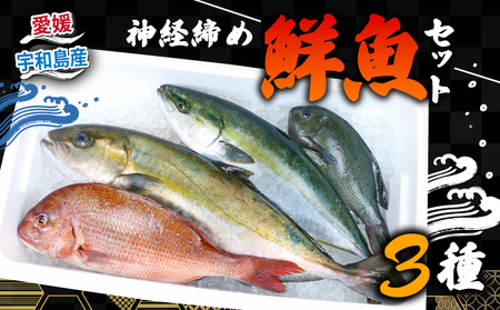 鮮魚 セット 神経締め 宇和海産 3種 こもこもShop 海鮮 海鮮 （タイ カンパチ ブリヒラ シマアジ カワハギ イシダイ） D050-186008